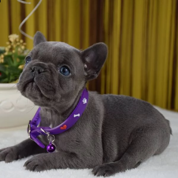 regala cuccioli di bulldog francese.