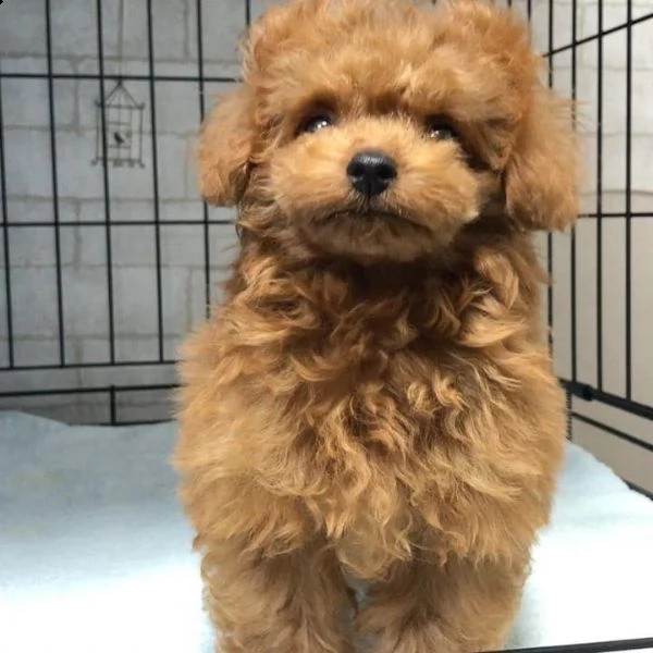 regalo cuccioli di barboncino maschio e femmina. | Foto 0