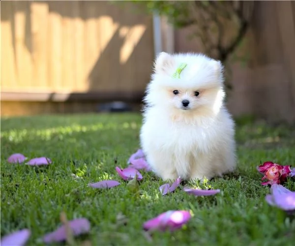 disponibili bellissimi cuccioli di pomerania