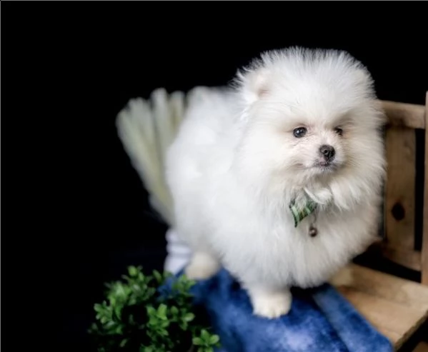 disponibili bellissimi cuccioli di pomerania | Foto 4