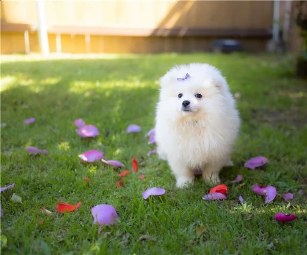 disponibili bellissimi cuccioli di pomerania | Foto 3
