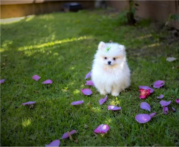 disponibili bellissimi cuccioli di pomerania | Foto 2