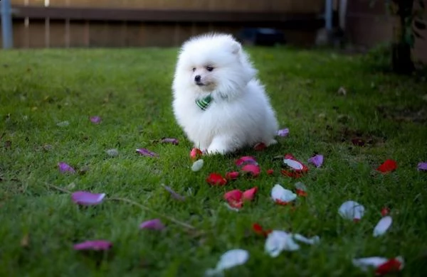 disponibili bellissimi cuccioli di pomerania | Foto 1
