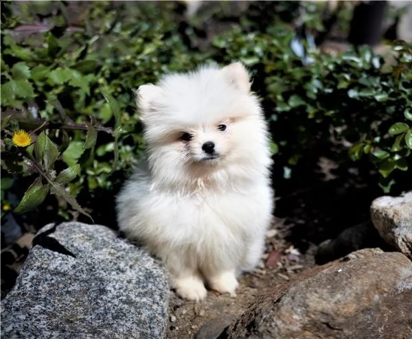 disponibili bellissimi cuccioli di pomerania | Foto 0