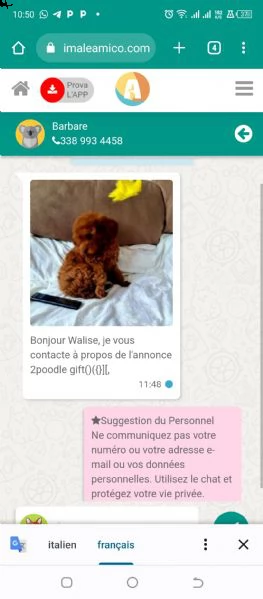 regalo  maltese mini toy