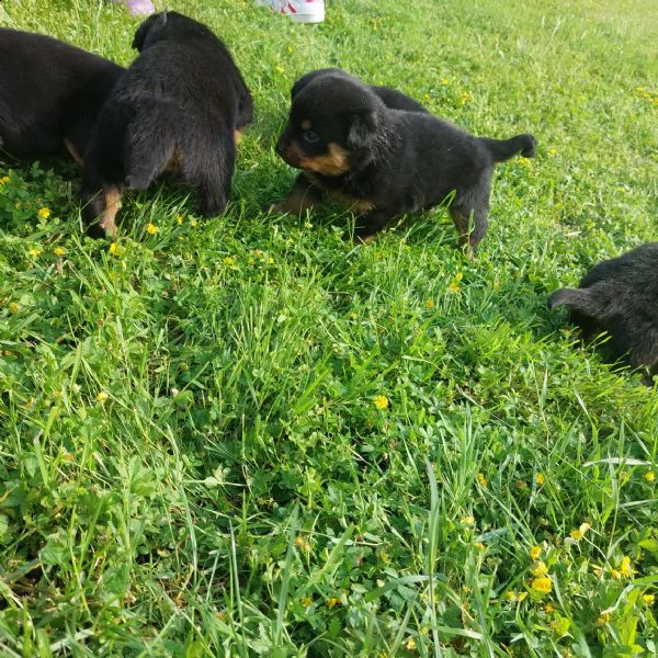 vendita cuccioli di rottweiler | Foto 0