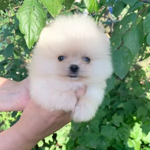 cucciolo di pomerania di razza pura | Foto 0