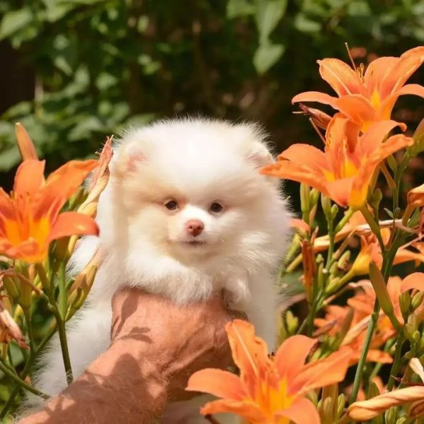 cucciolo di pomerania di razza pura