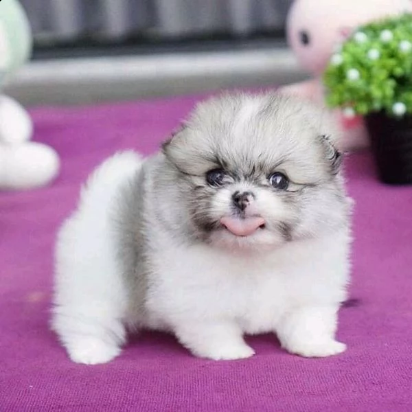 cucciolo barboncino da negoziante,,