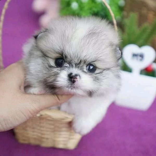  cucciolo barboncino da negoziante,, | Foto 0