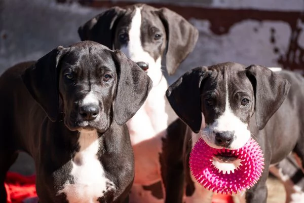 cuccioli di alano pronti