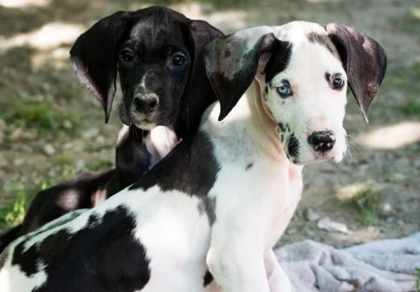 Cuccioli di alano