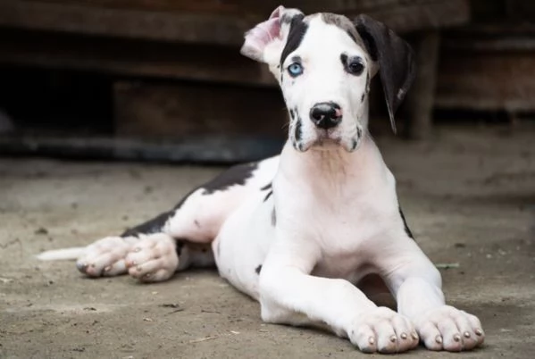 Cuccioli di alano pagamento dilazionato