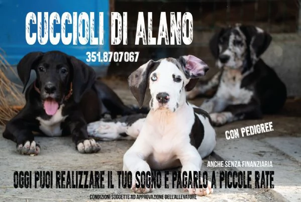 Cuccioli di alano pagamenti rateizzati