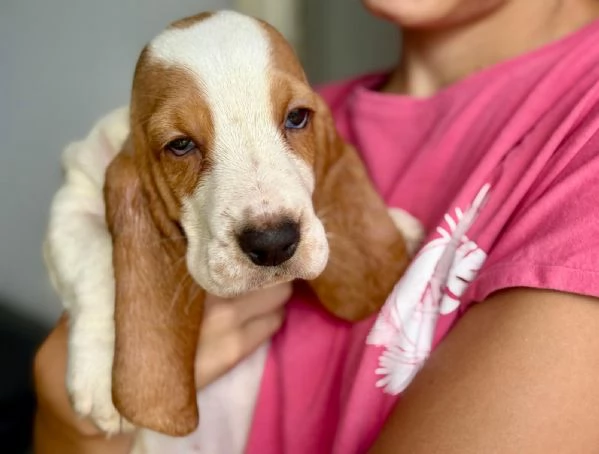 Il tuo bassethound ora! paghi con comodo