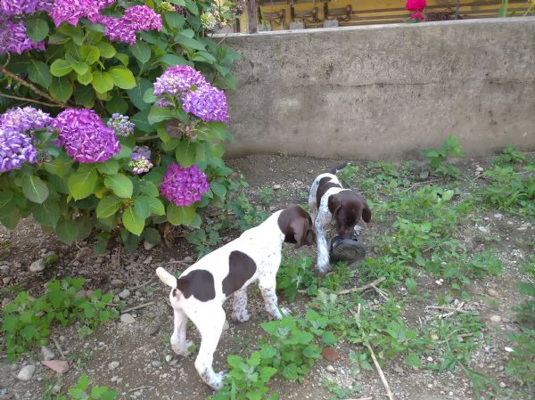 privato cede ultimi due cuccioli di bracco tedesco kurzhar roano bianco e marrone | Foto 0
