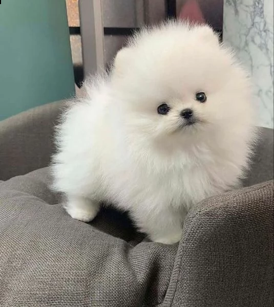  preziosi cuccioli di pomerania in adozione
