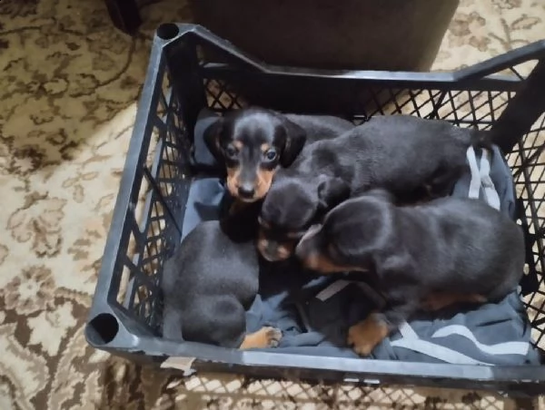 bassotto cuccioli di colori esotici | Foto 2