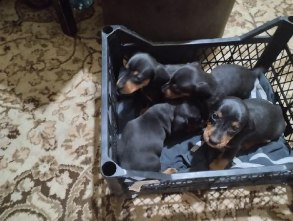 bassotto cuccioli di colori esotici | Foto 1