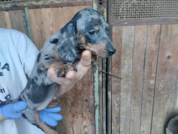 bassotto cuccioli di colori esotici