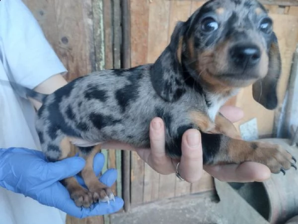 bassotto cuccioli di colori esotici | Foto 0