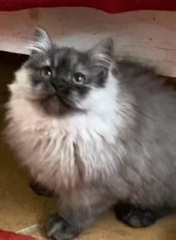 Cucciolo di persiani normotipici MASCHIO 