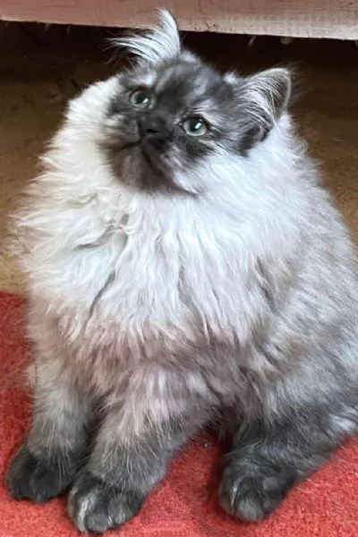 Cucciolo di persiani normotipici MASCHIO  | Foto 6