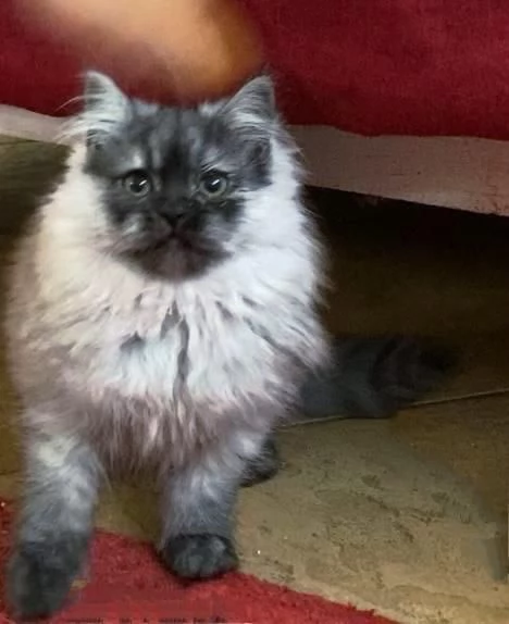 Cucciolo di persiani normotipici MASCHIO  | Foto 5
