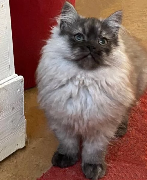 Cucciolo di persiani normotipici MASCHIO  | Foto 4