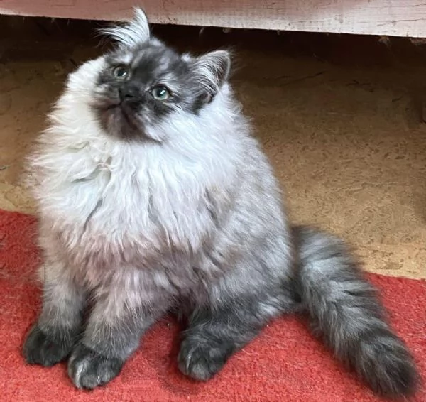 Cucciolo di persiani normotipici MASCHIO  | Foto 3