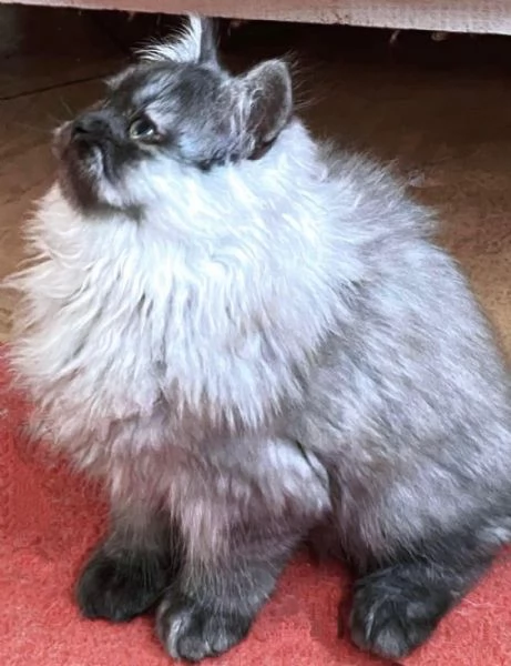 Cucciolo di persiani normotipici MASCHIO  | Foto 2