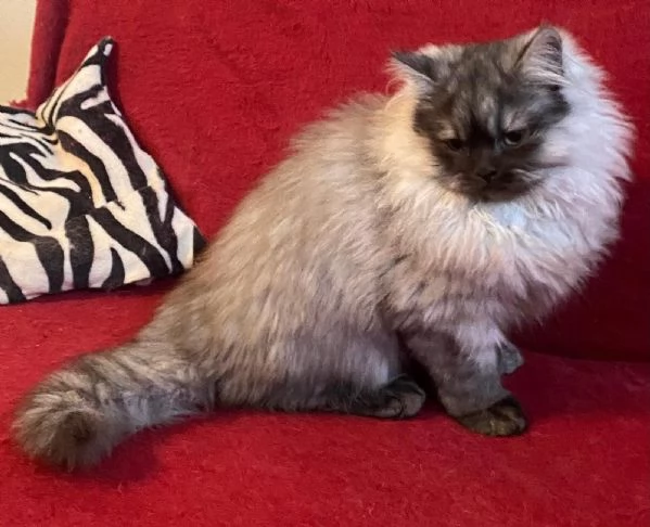 Gattino figlio di persiani normotipici MASCHIO  | Foto 6