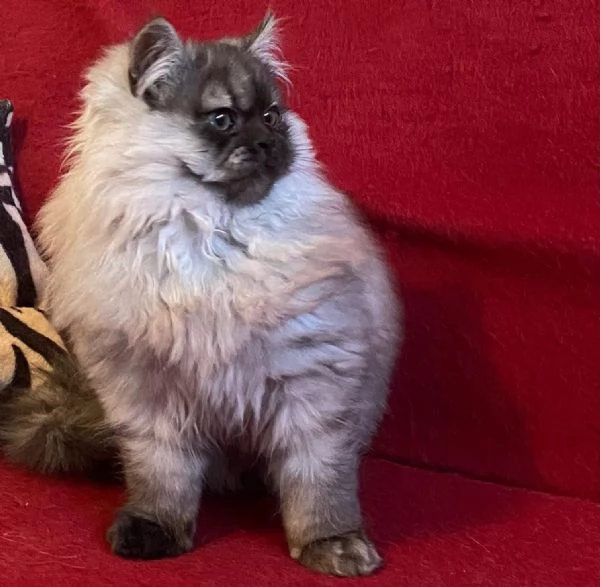 Gattino figlio di persiani normotipici MASCHIO  | Foto 4