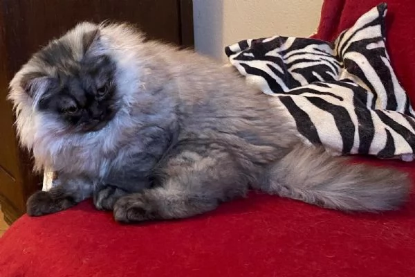 Gattino figlio di persiani normotipici MASCHIO  | Foto 3