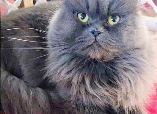 Gattino figlio di persiani normotipici MASCHIO  | Foto 2