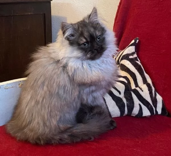 Gattino figlio di persiani normotipici MASCHIO  | Foto 1