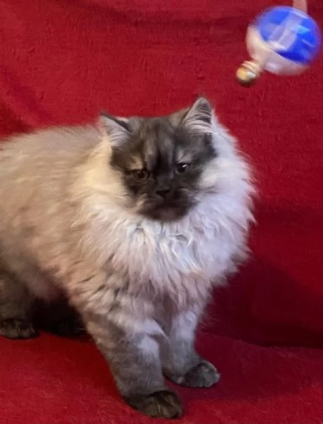 Gattino figlio di persiani normotipici MASCHIO  | Foto 0