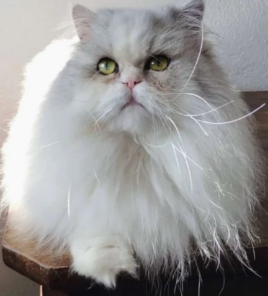 Gattino cucciolo di gatti persiani normotipo MASCHIO  | Foto 6