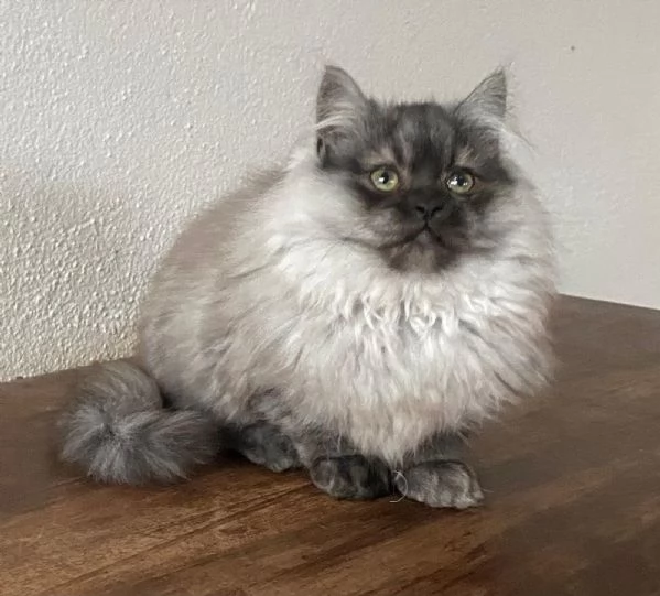 Gattino cucciolo di gatti persiani normotipo MASCHIO  | Foto 5