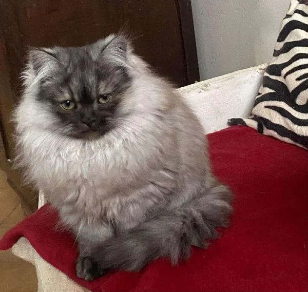 Gattino cucciolo di gatti persiani normotipo MASCHIO  | Foto 3