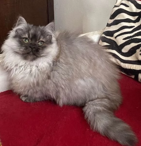 Gattino cucciolo di gatti persiani normotipo MASCHIO  | Foto 2
