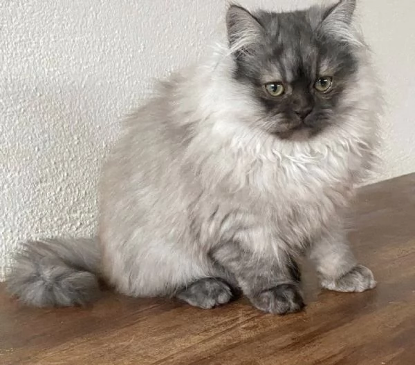 Gattino cucciolo di gatti persiani normotipo MASCHIO 