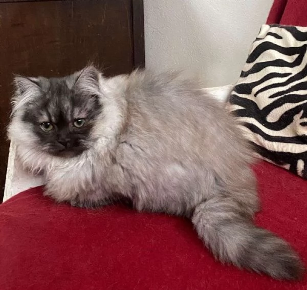 Gattino cucciolo di gatti persiani normotipo MASCHIO  | Foto 1