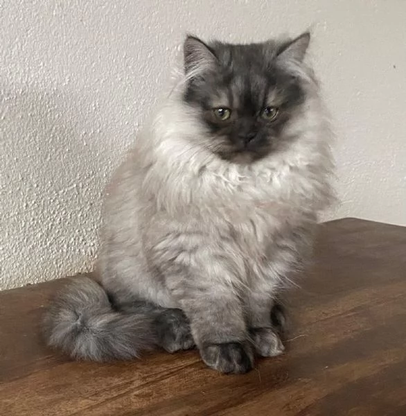 Gattino cucciolo di gatti persiani normotipo MASCHIO  | Foto 0