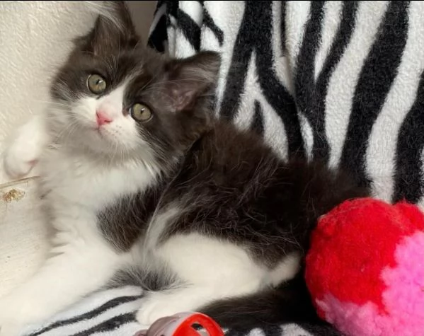 Gattina di persiani normotipo FEMMINA