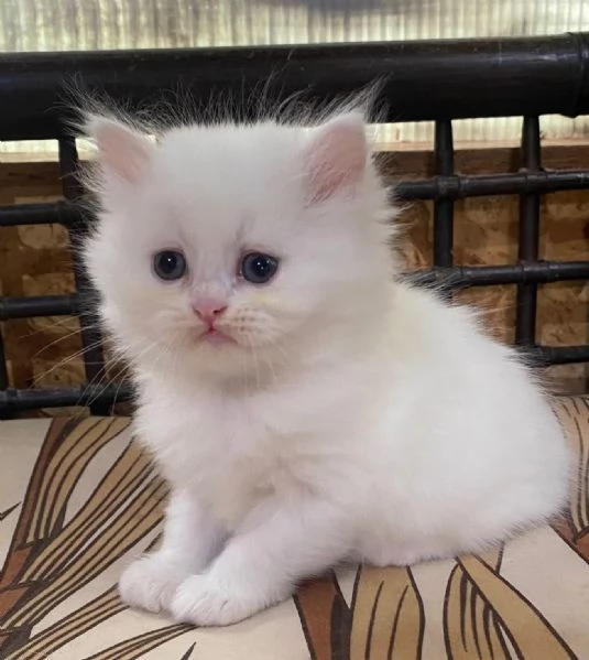 Gattina di persiani normotipo femmina  | Foto 6