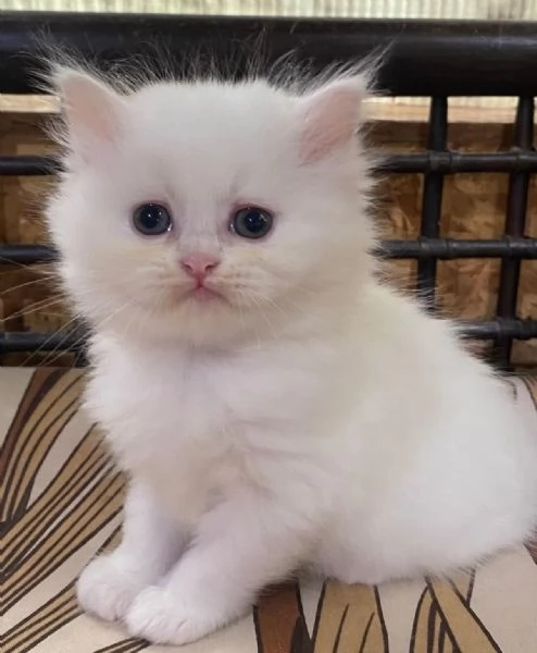 Gattina di persiani normotipo femmina  | Foto 5
