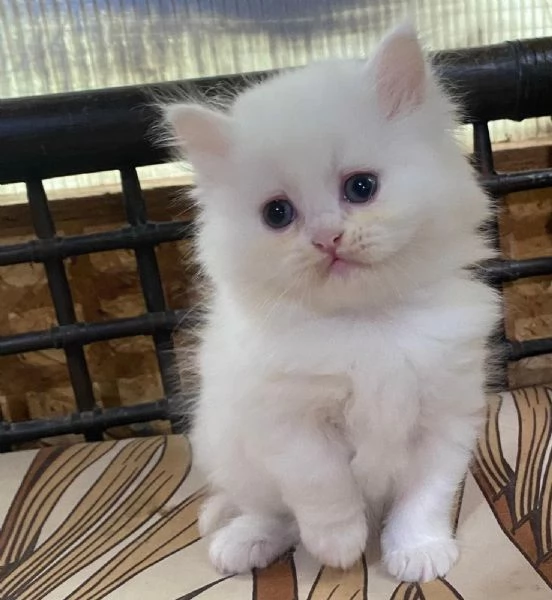 Gattina di persiani normotipo femmina  | Foto 4