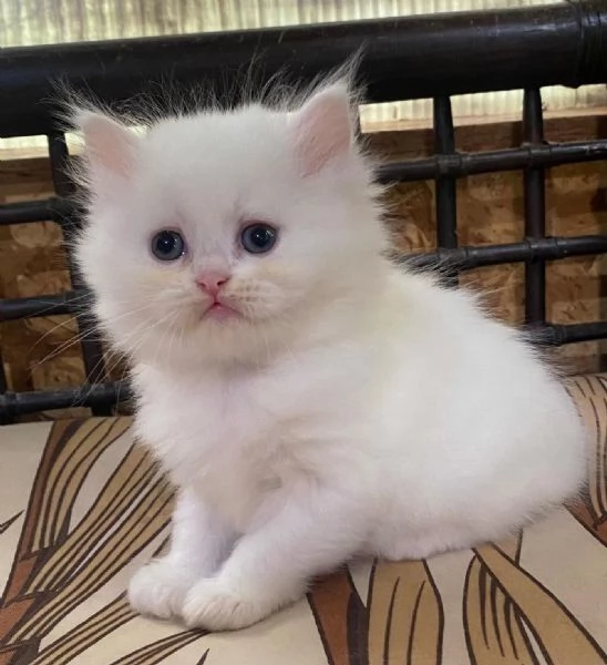 Gattina di persiani normotipo femmina  | Foto 3