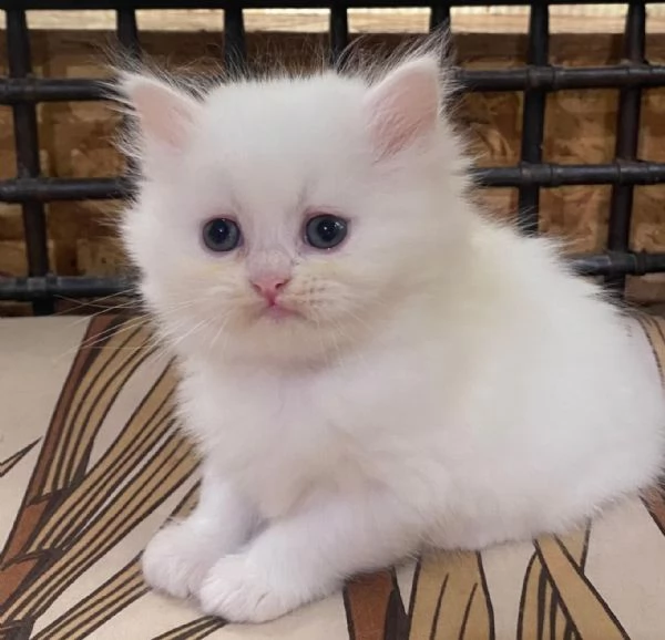 Gattina di persiani normotipo femmina  | Foto 2